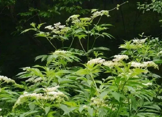 植物百科|活血条是什么植物 属于什么科植物