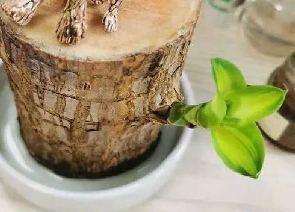 养殖科普|巴西木喜阳还是喜阴 喜欢阳光不耐晒