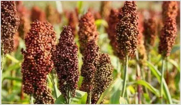 夏播高粱及移栽高粱的高产栽培技术 | 种植技术