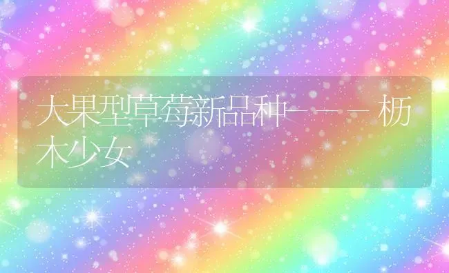 大果型草莓新品种---枥木少女 | 瓜果种植