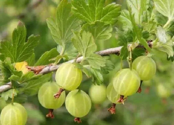植物百科|姑娘果又叫什么名字