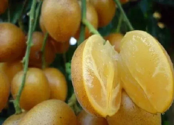 植物病害|黄皮炭疽病的发病原因及治疗方法