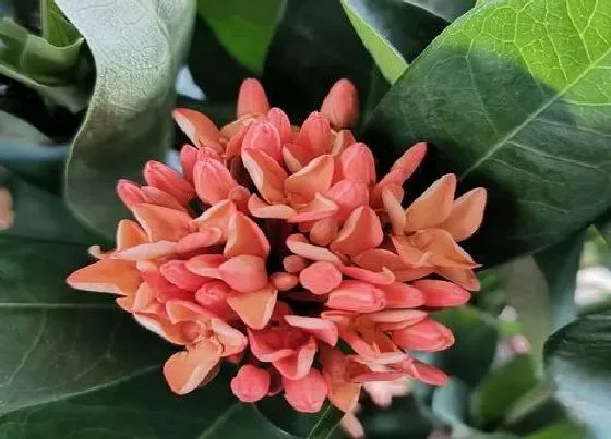 风水百科|龙船花的风水禁忌 家里龙船花的摆放禁忌