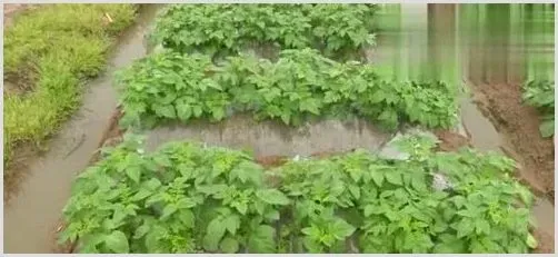 土豆怎么控制徒长的技巧分享 | 种植技术