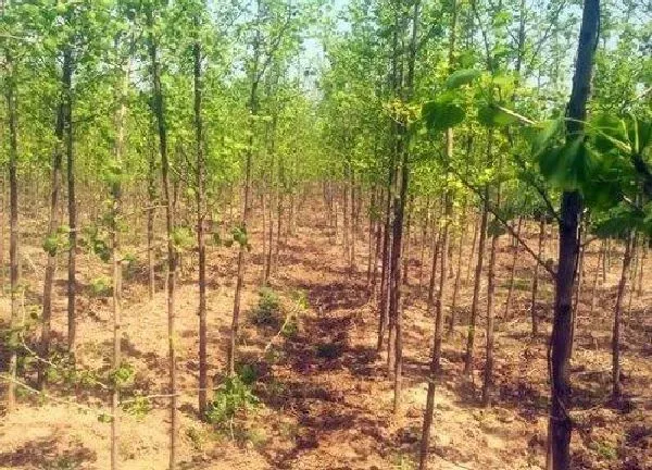 植物移栽|秋天能移栽树苗吗 秋季移栽树木最佳时间和注意事项