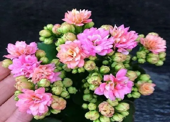 植物百科|长寿花有几种颜色 分别是哪些颜色