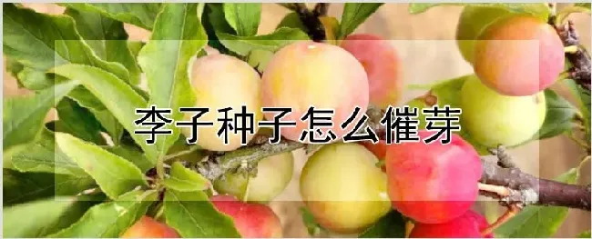 李子种子怎么催芽 | 耕种资料