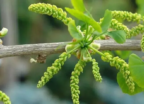 植物百科|银杏开花吗 开花什么样子