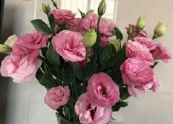 植物毒性|洋桔梗花有毒吗