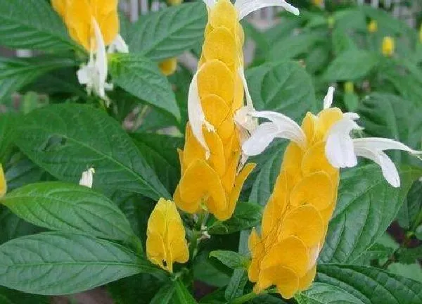 养殖方法|金苞花的养殖方法和注意事项