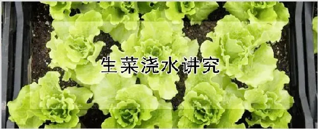 生菜浇水讲究 | 种植技术