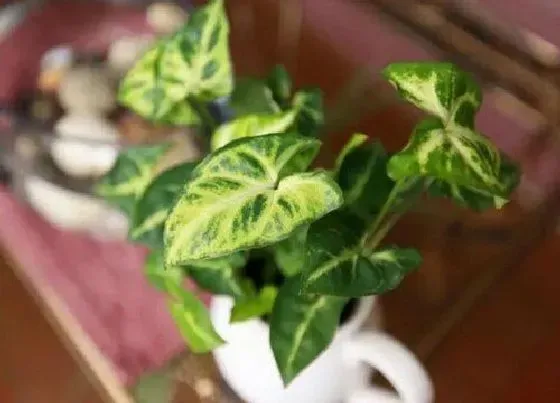 摆放常识|合果芋适合放办公室吗