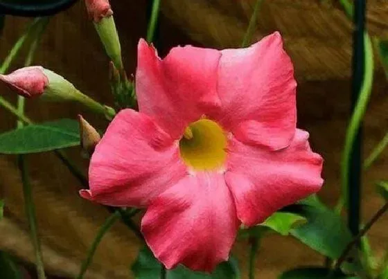 开花时间|飘香藤什么时候开花 花期是几月份