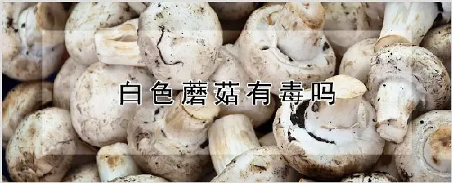 白色蘑菇有毒吗 | 种植资料