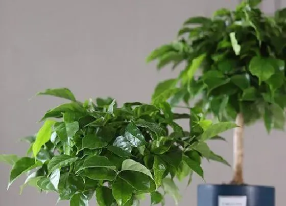 花期|幸福树花期多长时间