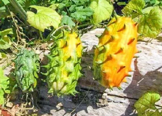 植物产地|新西兰盛产什么水果有名