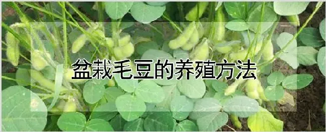 盆栽毛豆的养殖方法 | 耕种资料