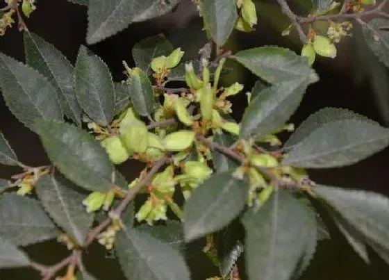 植物百科|榔榆开花吗 开花什么样子