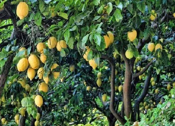 冬天植物|柠檬冬天怕冷吗 冬天室外耐寒最低多少度