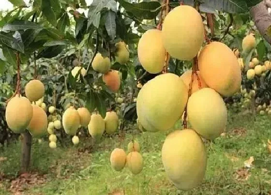 果实成熟|攀枝花芒果几月份成熟上市 攀枝花芒果哪个品种最好吃