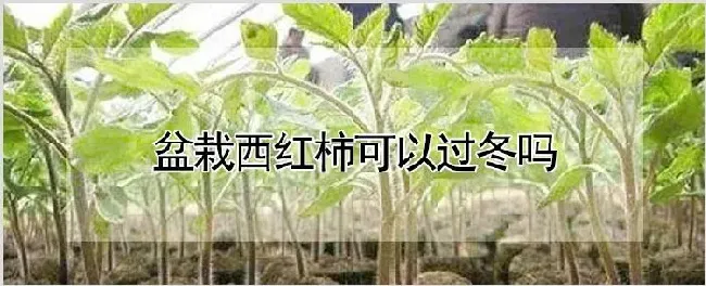 盆栽西红柿可以过冬吗 | 种植资料