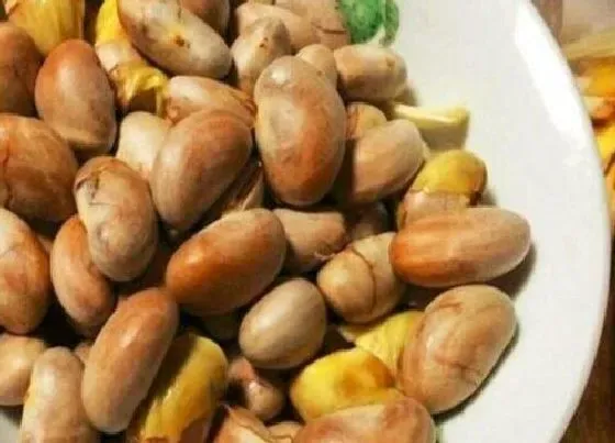 食用须知|榴莲蜜种子怎么吃法