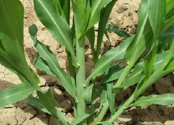 植物百科|墨西哥玉米草是多年生还是一年生 种一次管几年