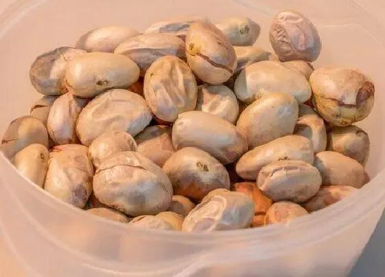 食用须知|榴莲蜜种子怎么吃法