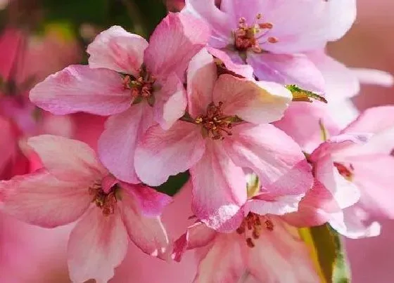 不开花|竹节海棠不开花是什么原因