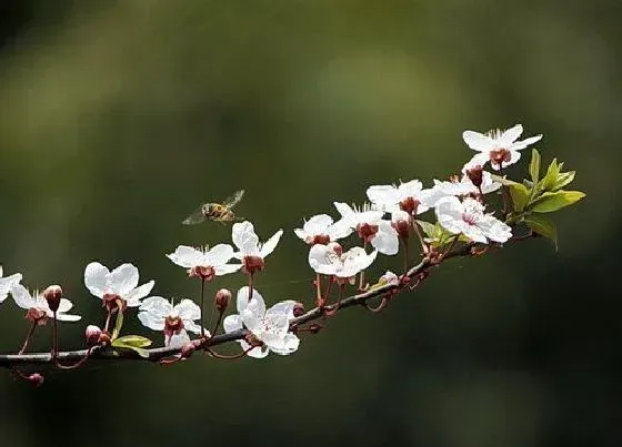 颜色花|红叶李花是什么颜色的