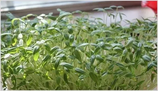 苗菜种植方法技术 | 种植资料