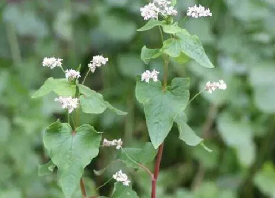 植物百科|苦荞和荞麦一样吗 有什么区别（图片）