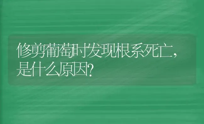 修剪葡萄时发现根系死亡，是什么原因？ | 瓜果种植