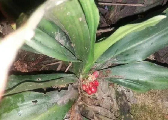 植物排行|万年青哪个品种好