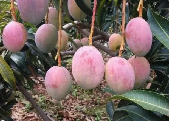 果实成熟|攀枝花芒果几月份成熟上市 攀枝花芒果哪个品种最好吃