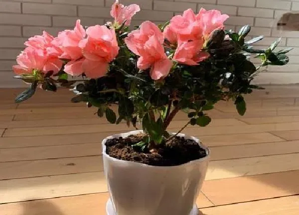 养殖方法|杜鹃花怎么养家庭养法
