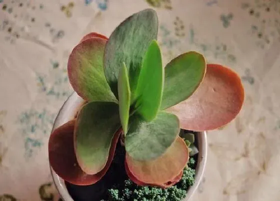 植物排行|大圆叶植物有哪些