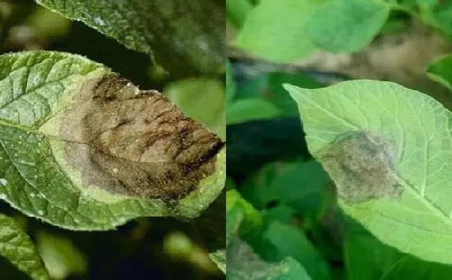 植物病害|马铃薯晚疫病打什么药好（晚疫病发病症状及主要防治方法）