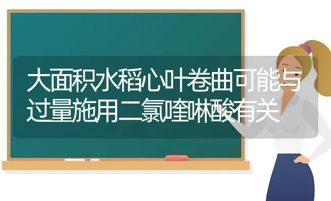 大面积水稻心叶卷曲可能与过量施用二氯喹啉酸有关 | 粮油作物种植