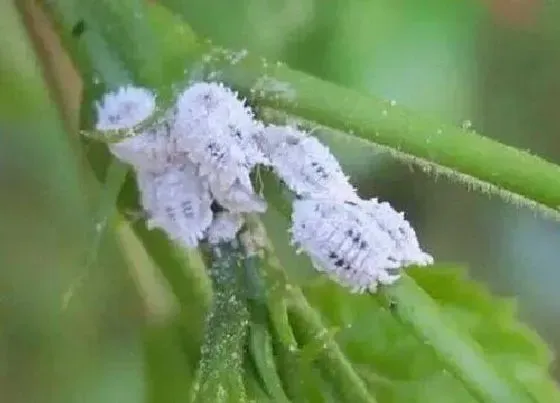 植物虫害|花草长虫子怎么办