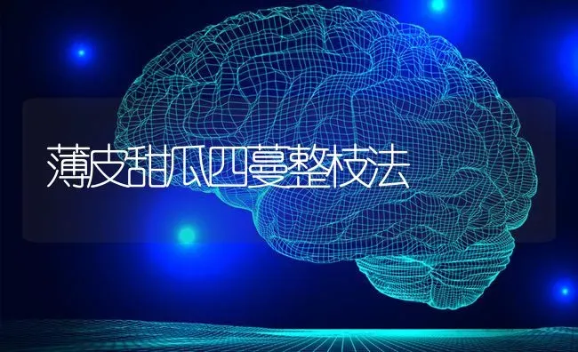 薄皮甜瓜四蔓整枝法 | 瓜果种植