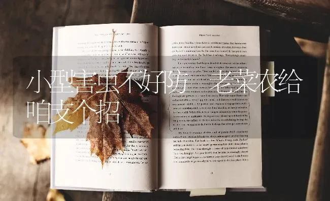 小型害虫不好防 老菜农给咱支个招 | 蔬菜种植