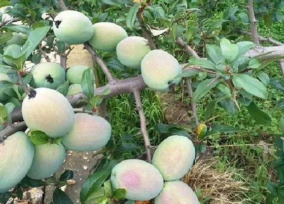 种植管理|木瓜南方可以种吗