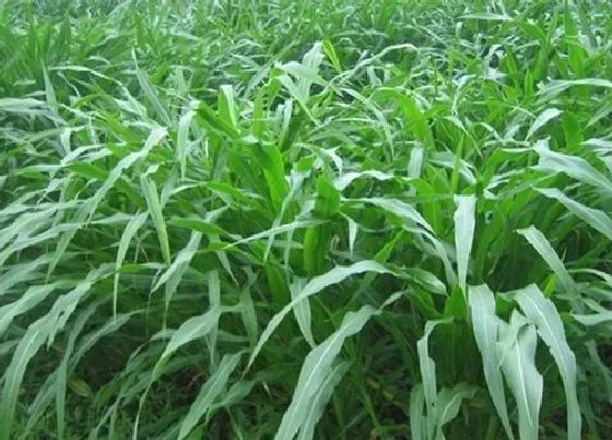 植物百科|墨西哥玉米草是多年生还是一年生 种一次管几年