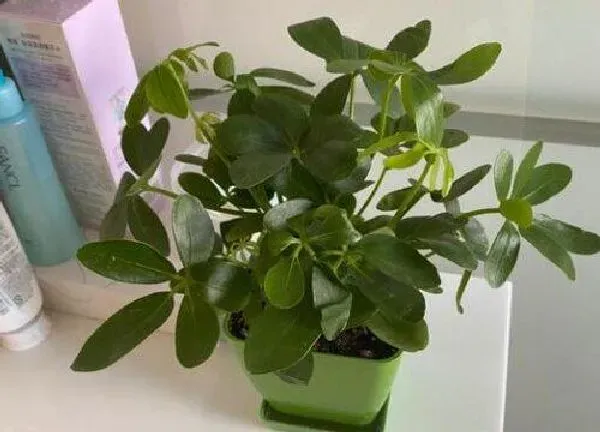 植物浇水|鹅掌柴几天浇一次水比较好