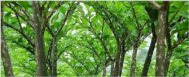 魔芋种下后可以浇水吗 | 耕种资料