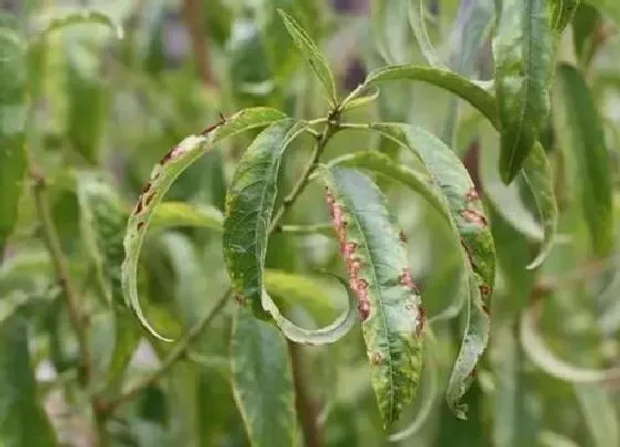 植物病害|桃树病毒病症状与防治方法 用什么特效药好