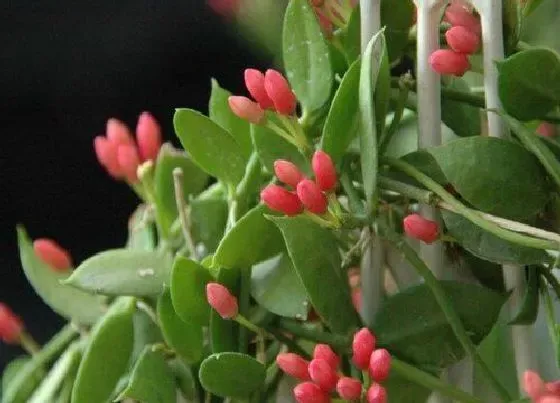 植物排行|大圆叶植物有哪些