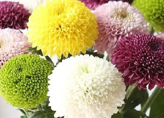植物百科|乒乓菊是一年生还是多年生