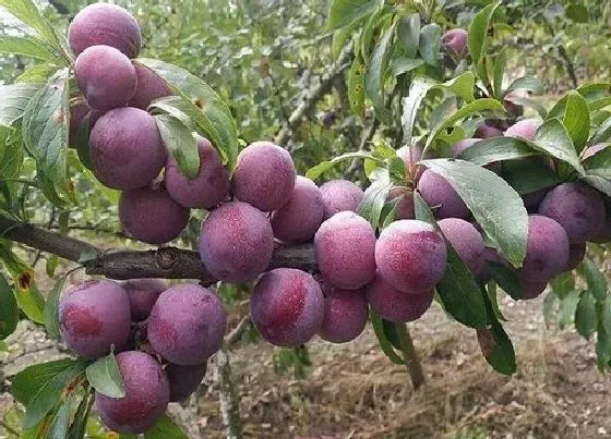 果实成熟|樱桃李什么时候成熟